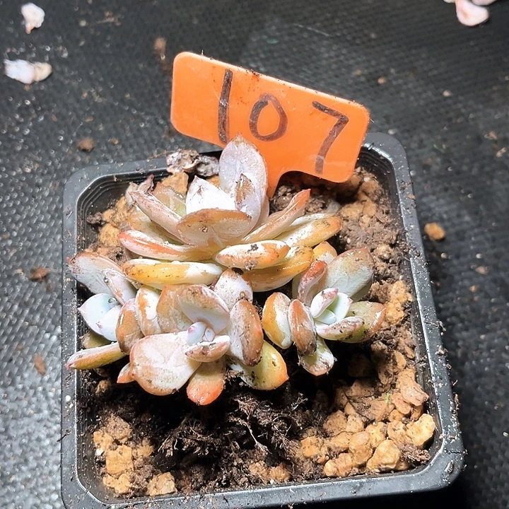 奶茶107号码牌子的话题