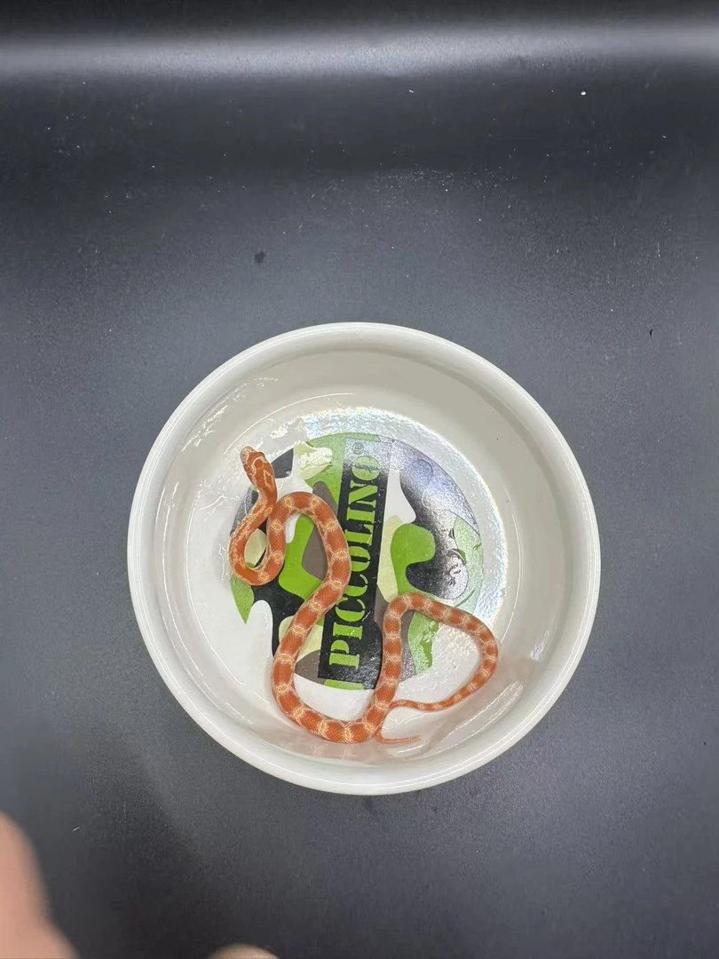 精品（玉米宝宝）品类大全