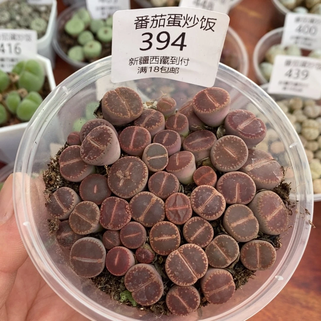感谢您的支持，00394