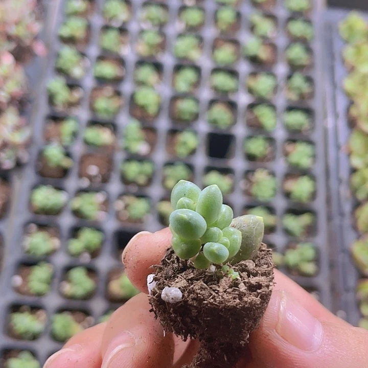 千代田精品多肉量拍