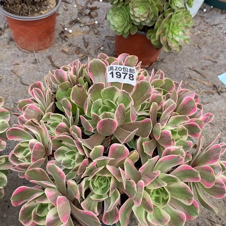 1978 一颗法师多肉