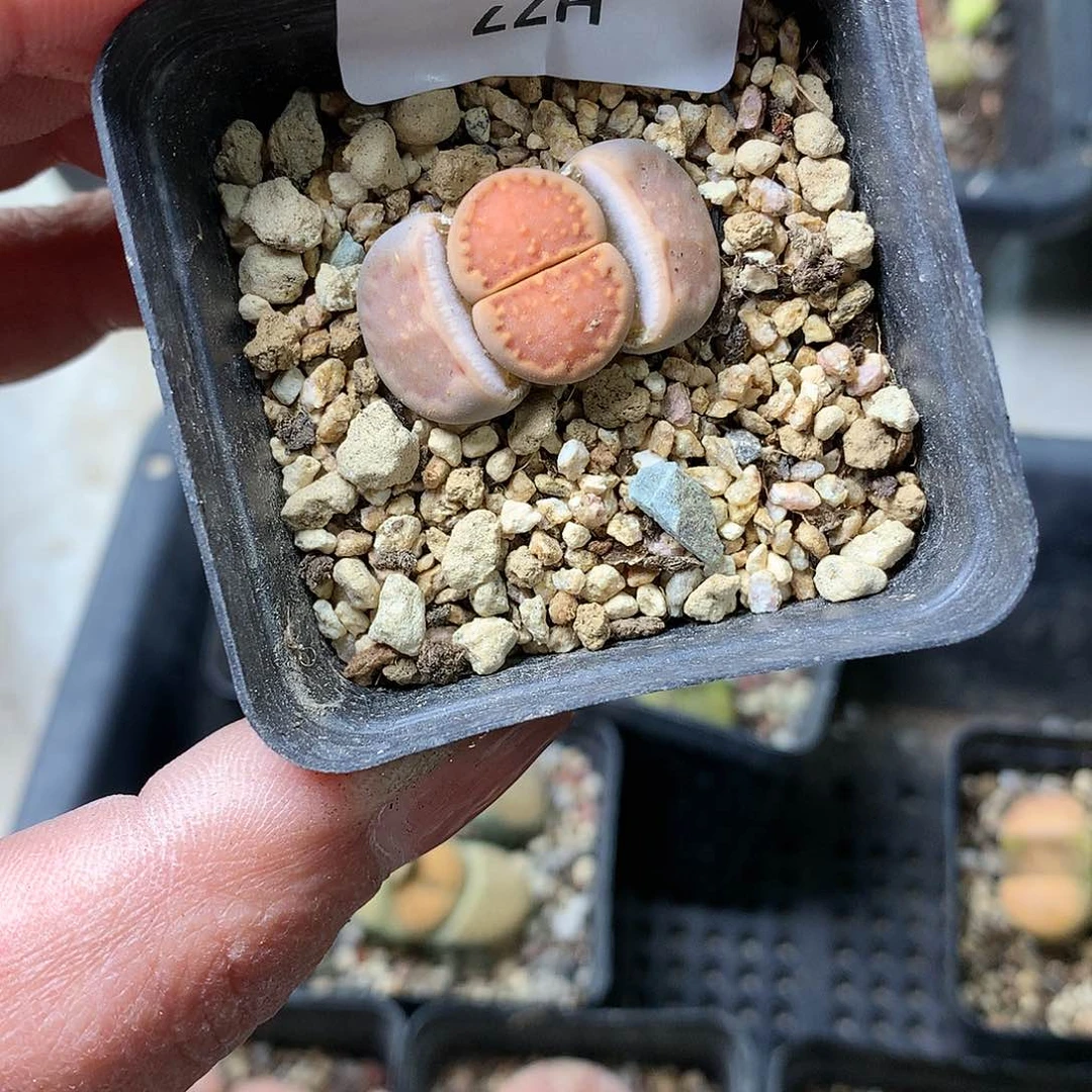 H77多肉植物保护研究所