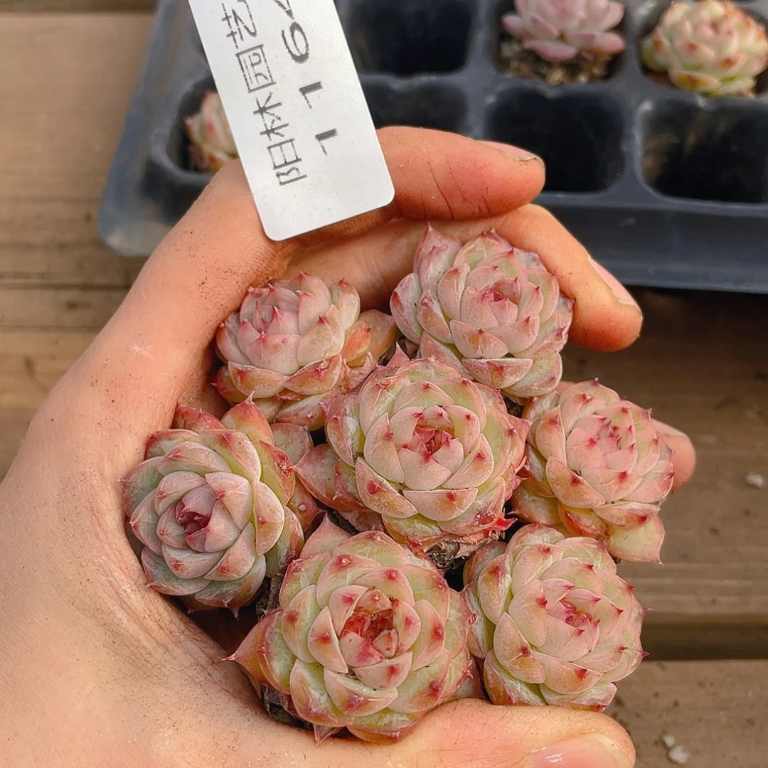 多肉植物多肉植物1164