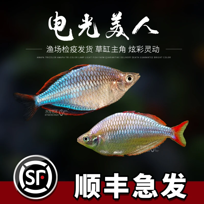热带观赏鱼电光美人鱼刚果美人苹果彩虹蓝美人草缸群游鱼红绿灯