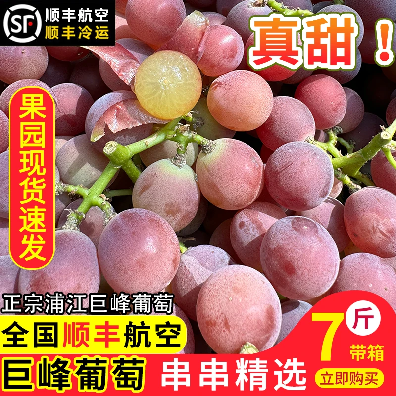 浦江巨峰葡萄新鲜采摘孕妇水果浙江马陆葡萄5斤整串送礼顺丰冷链