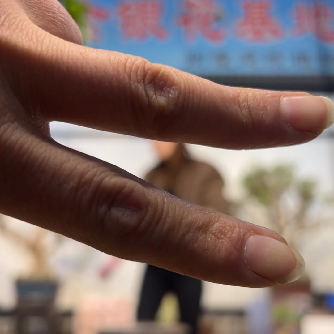无花朵金银花8988889955