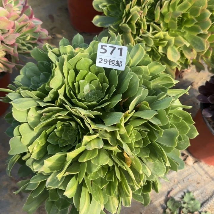 绿羊绒……多肉植物的