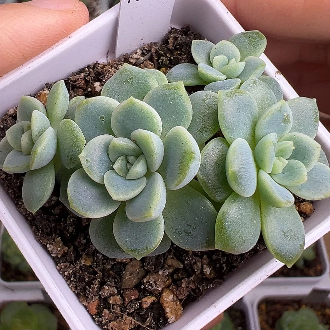 独家财富 头像款 有财