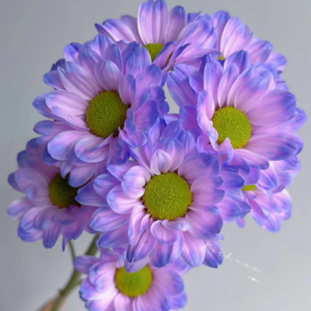 年宵花吸色小雏菊高级