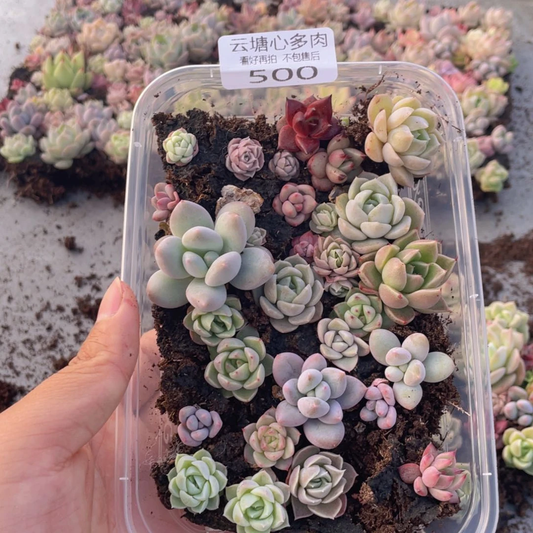 云糖心多肉植物500