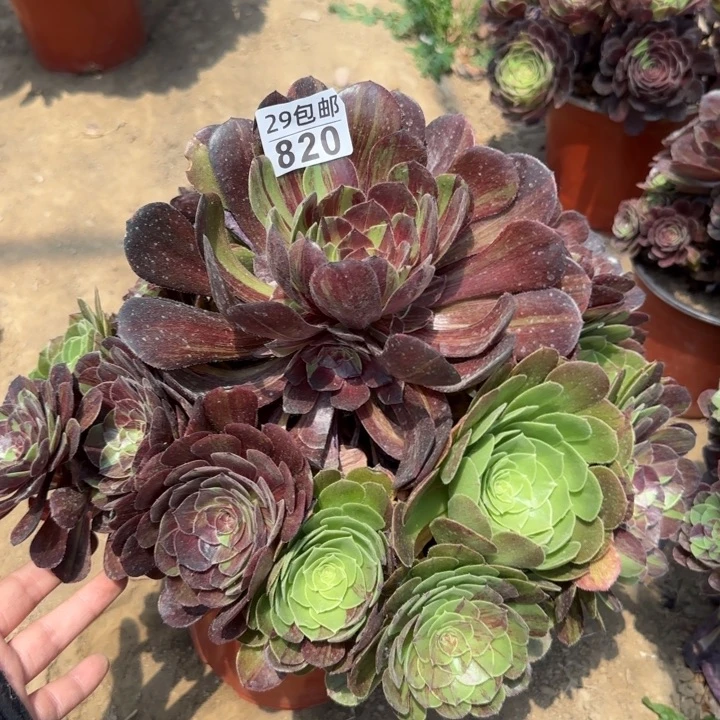 花月夜……多肉植物……