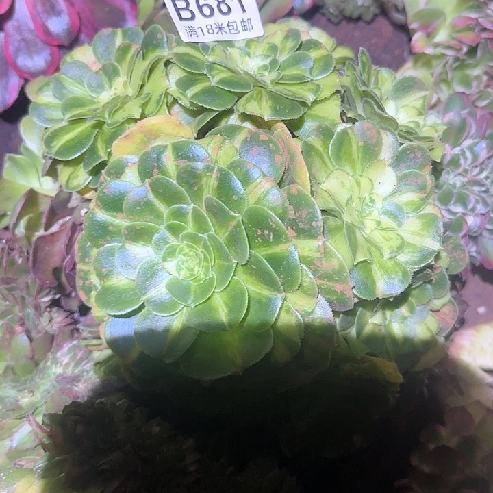 多肉 斑斓多肉法师植物