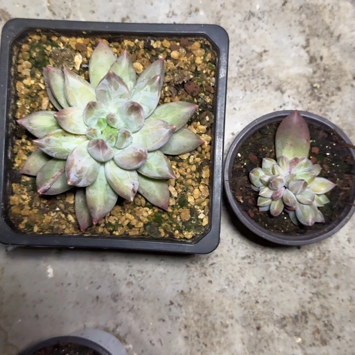 美人杂交 一物一拍