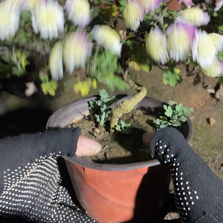 婷***婷38菊花菊花菊花计划经济