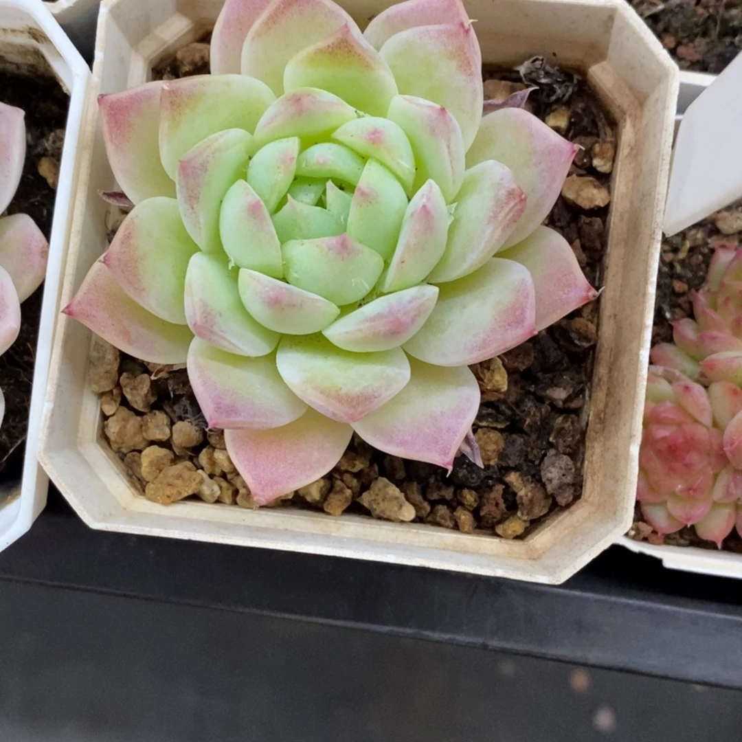 精品多肉一物一拍不包整259