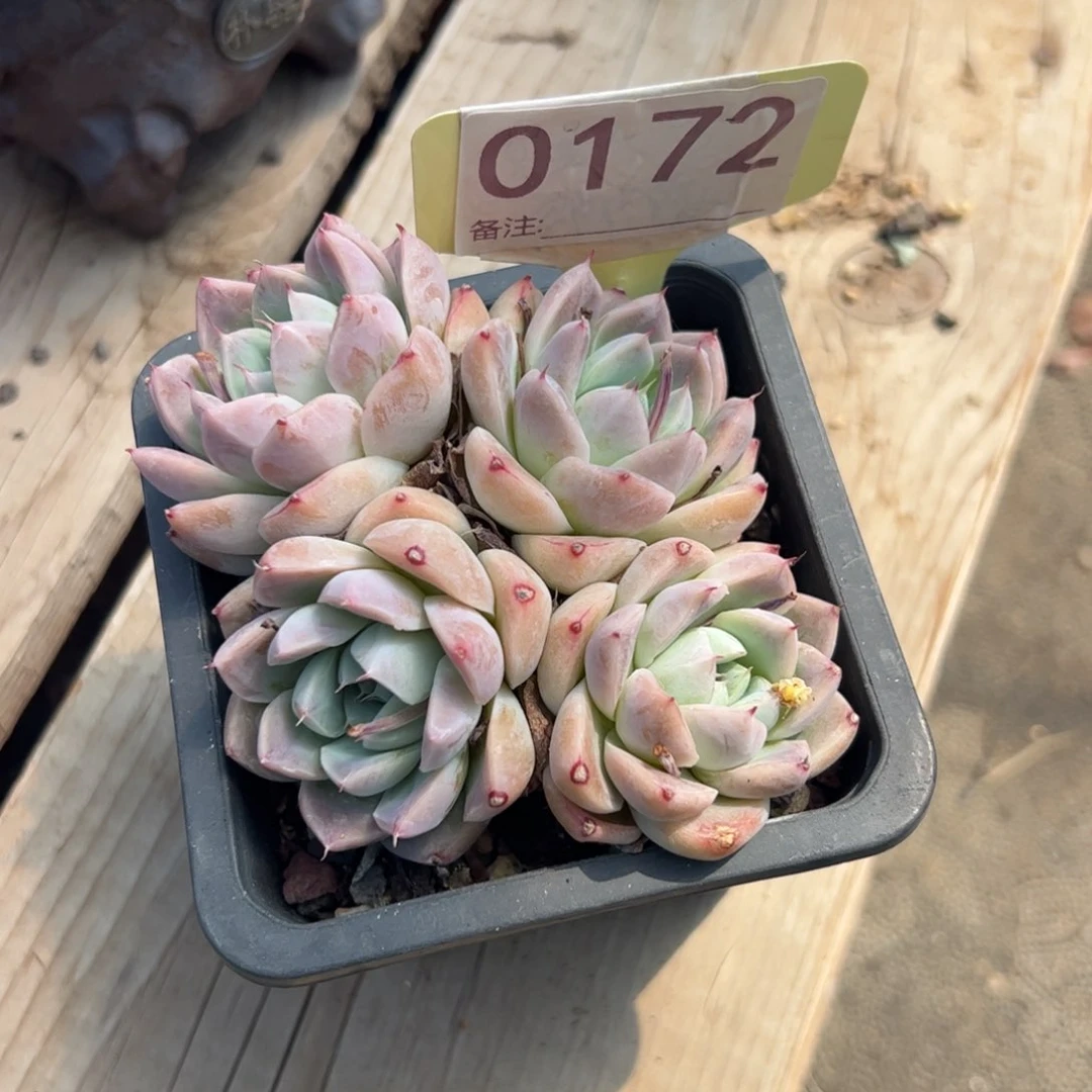 阿尔巴家人多肉植物