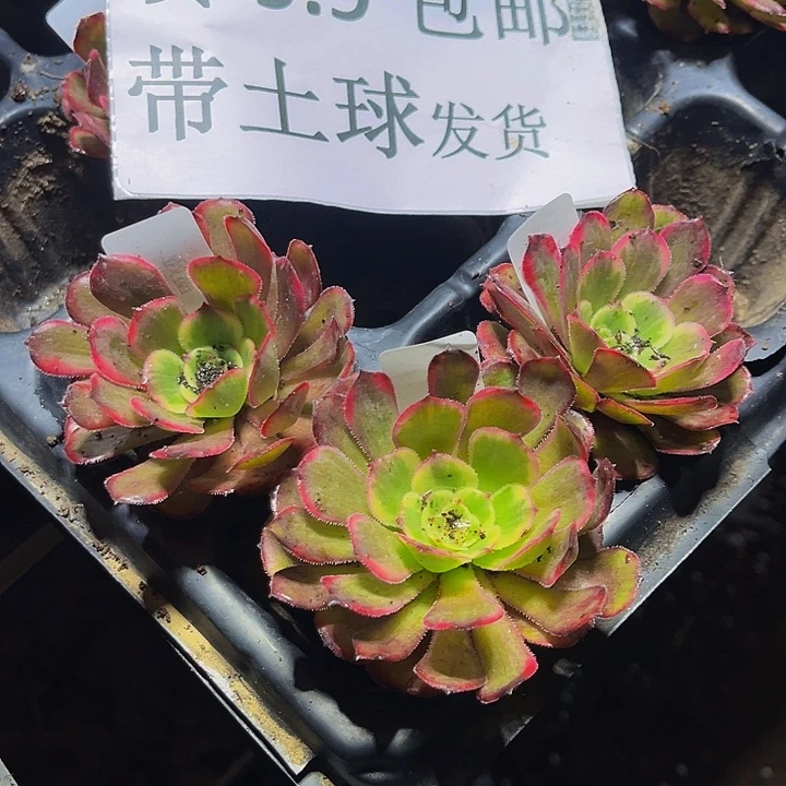 墨娅带土球5公分以上9.9包邮