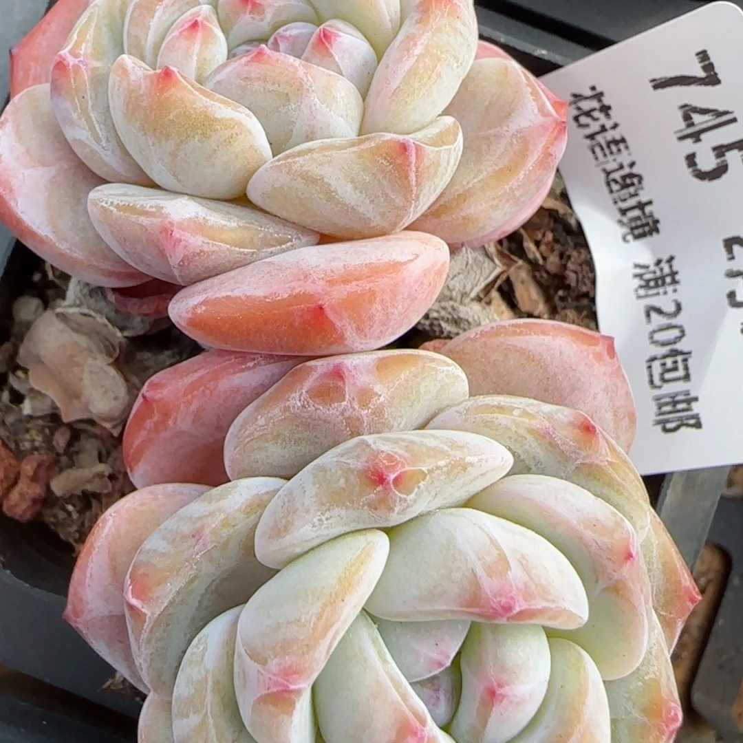 花语逸镜0209-745