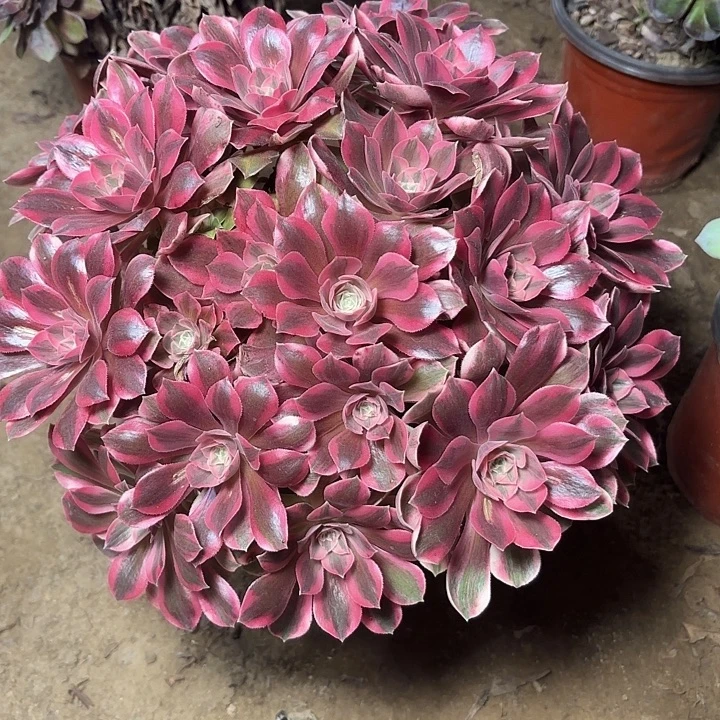 多肉植物法师女妖03