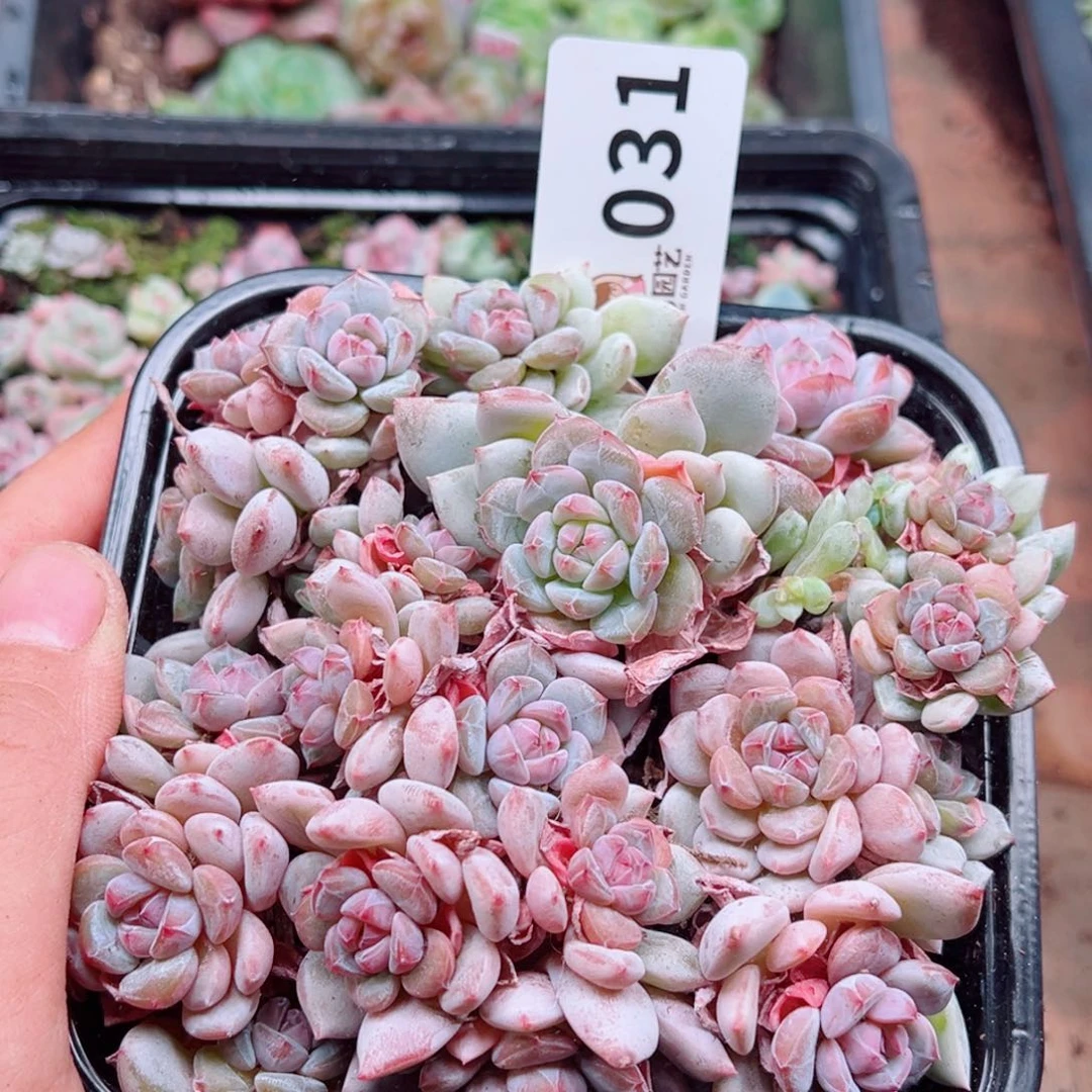 多肉植物多肉植物