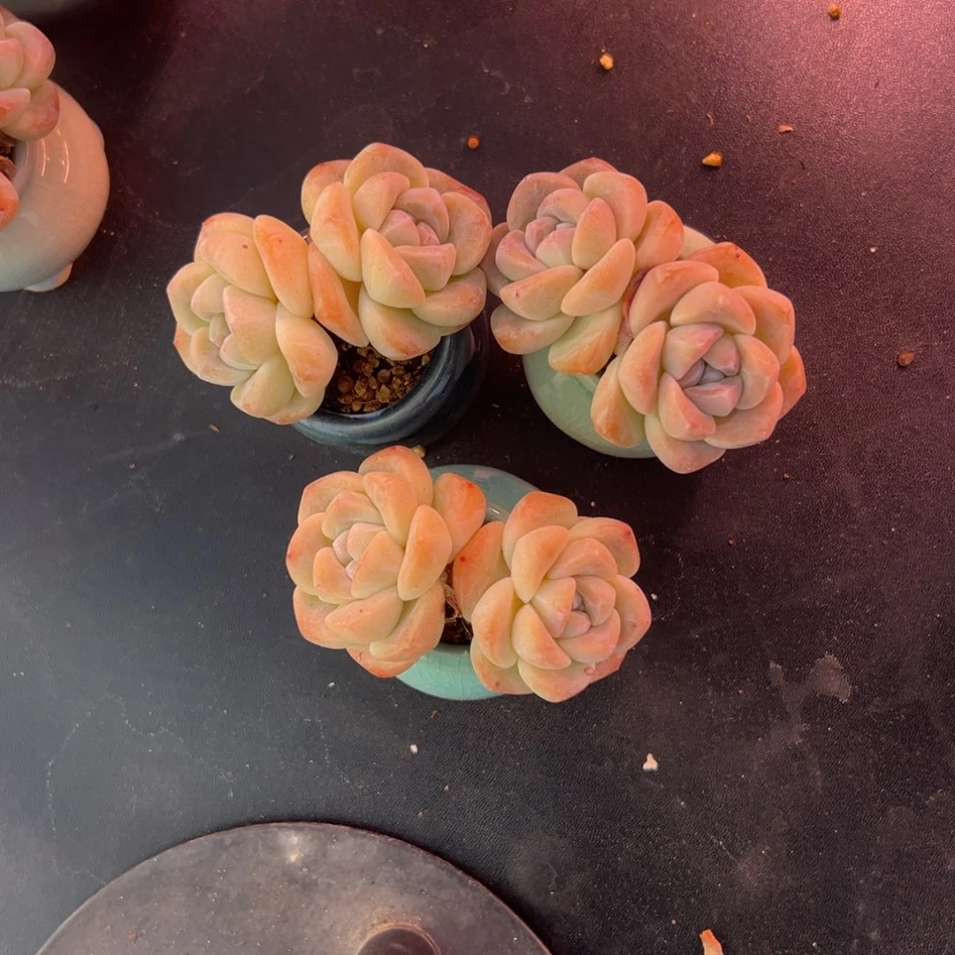 暖**欣三个双头冰玉带盆00000000