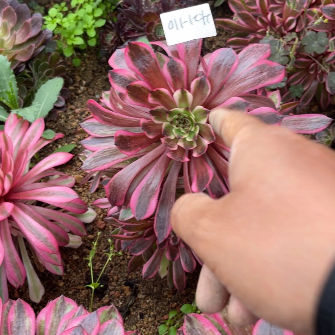 21-110粉体美姬法师锦