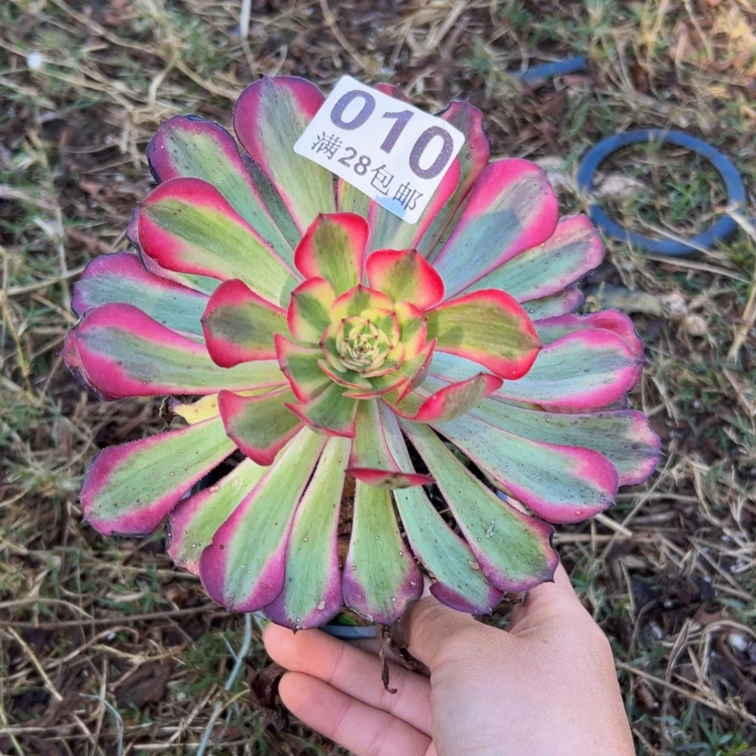 多肉植物010无售后
