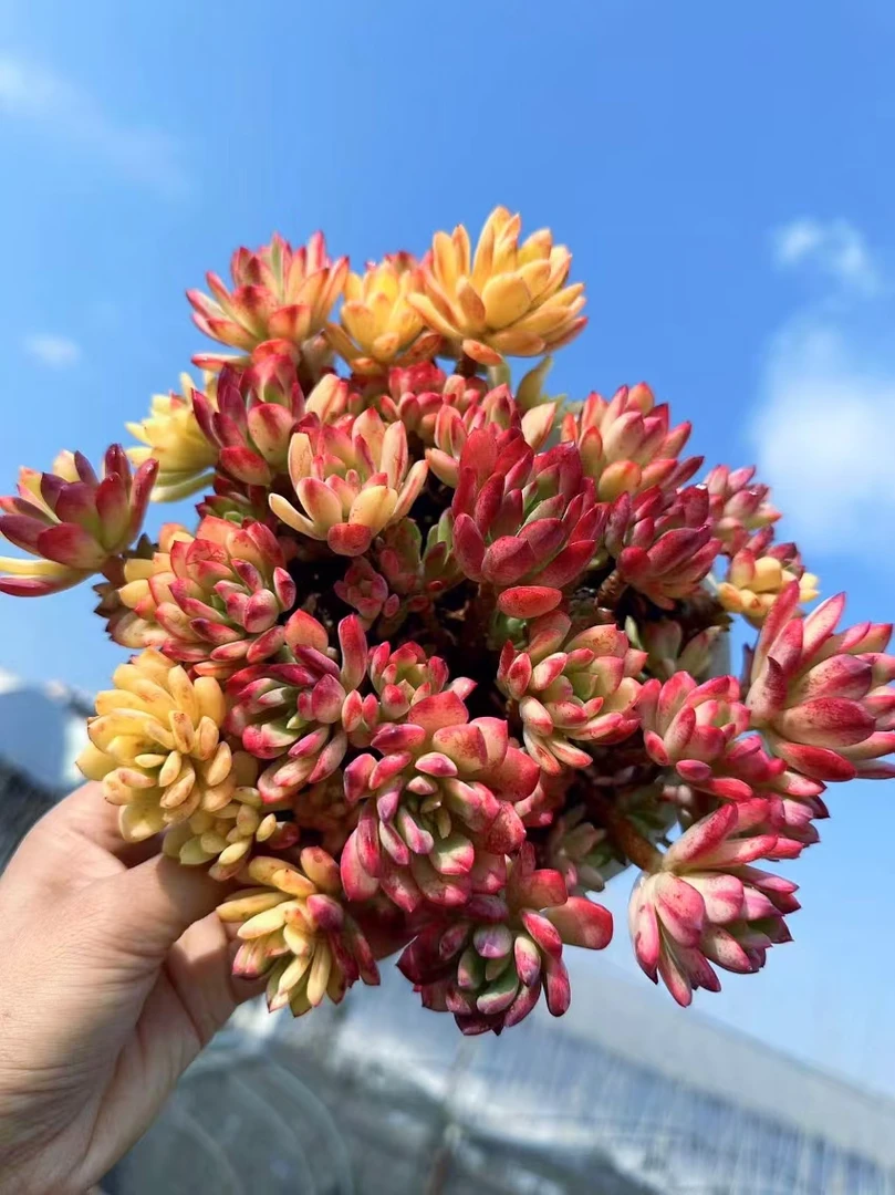 T【大盆七彩云南】 颜色鲜艳 室内不褪色 好养耐旱云南基地种植发货