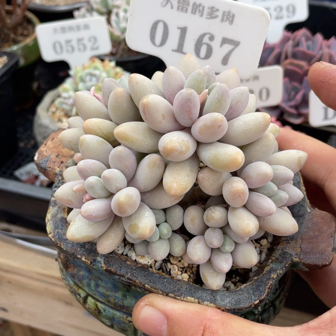 0167粉色恋人不带盆10厘米