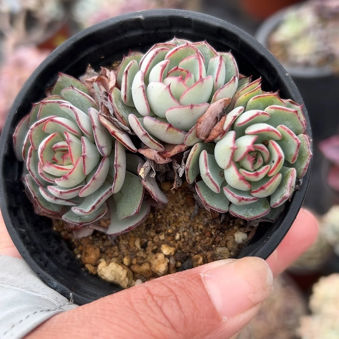 多肉植物多肉植物