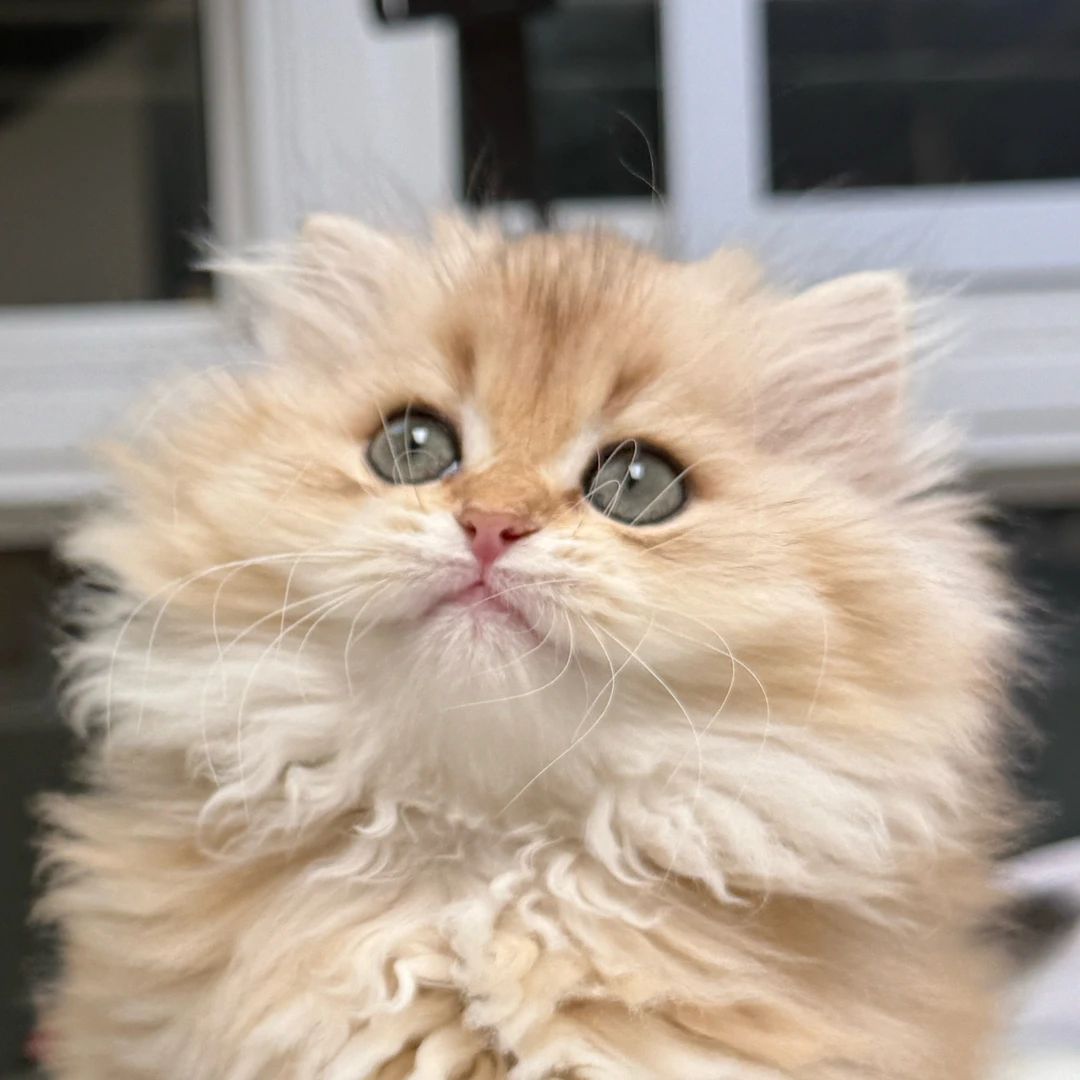 来了姊妹-金渐层英长猫-妹妹-0202