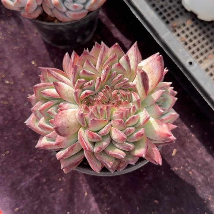 11厘米左右一物一拍的