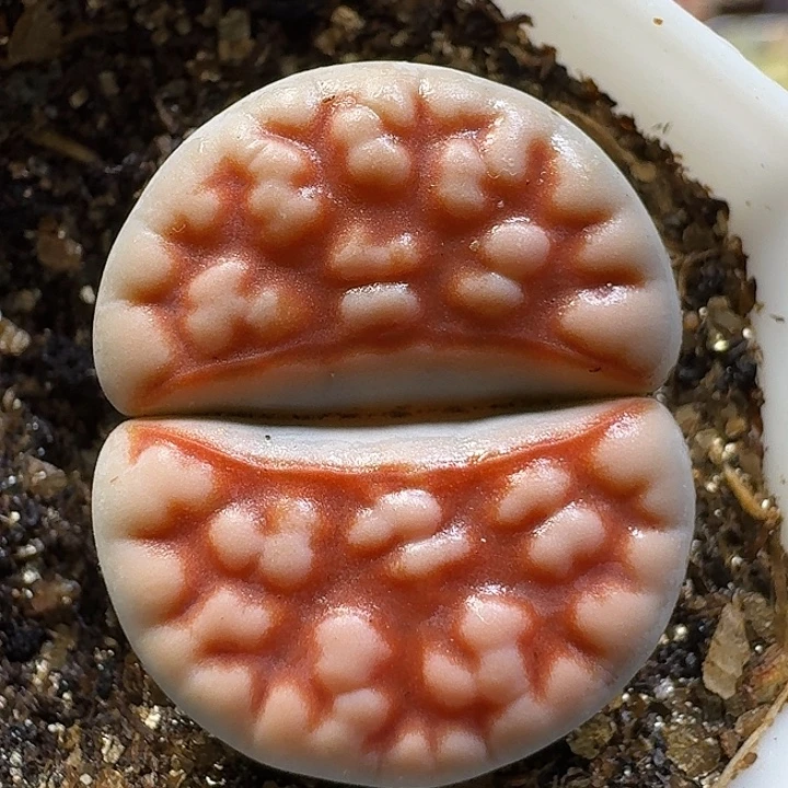 生石花111111。   119