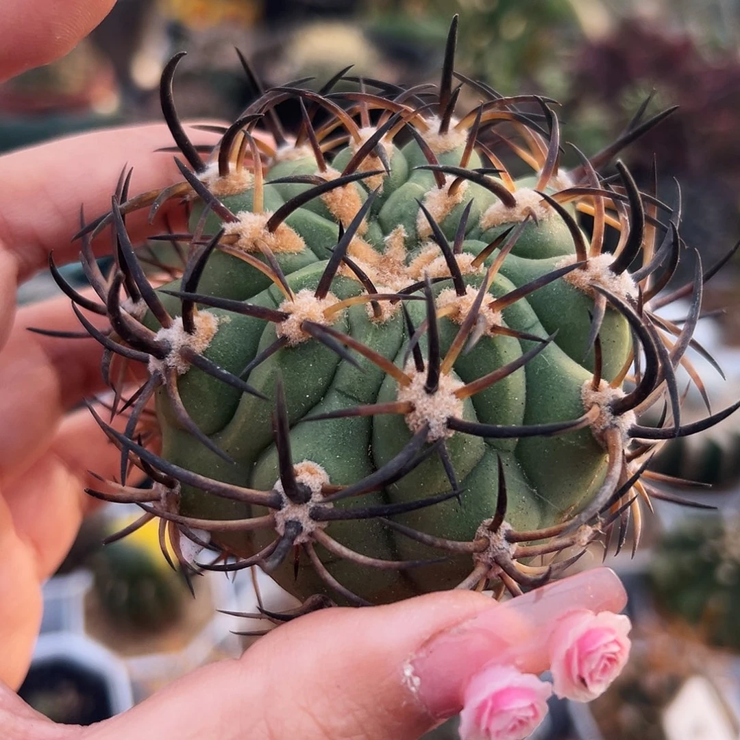 500津玉为根仙人球666666666