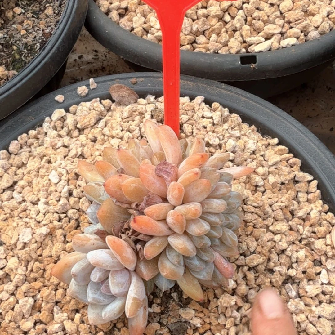 橙子缀多肉植物757