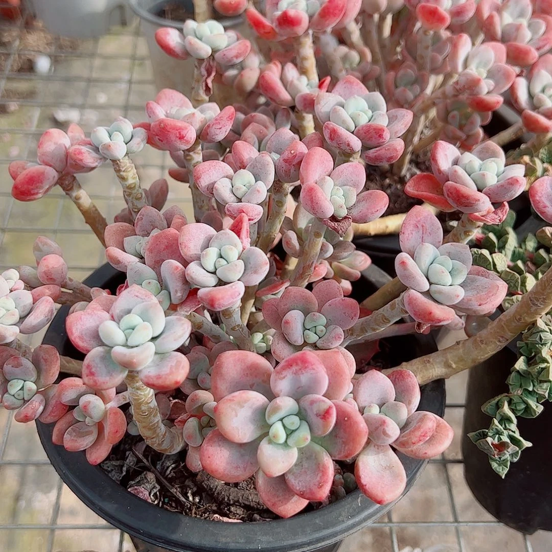 樱花红洛神多头群生精品