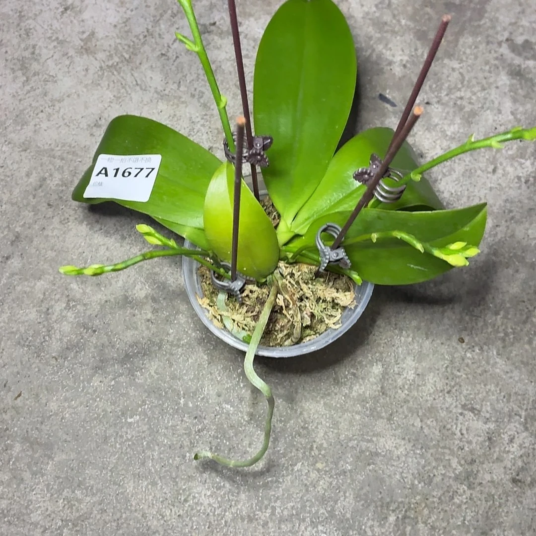当前无花朵，栽培后可花朵A1677yss1215