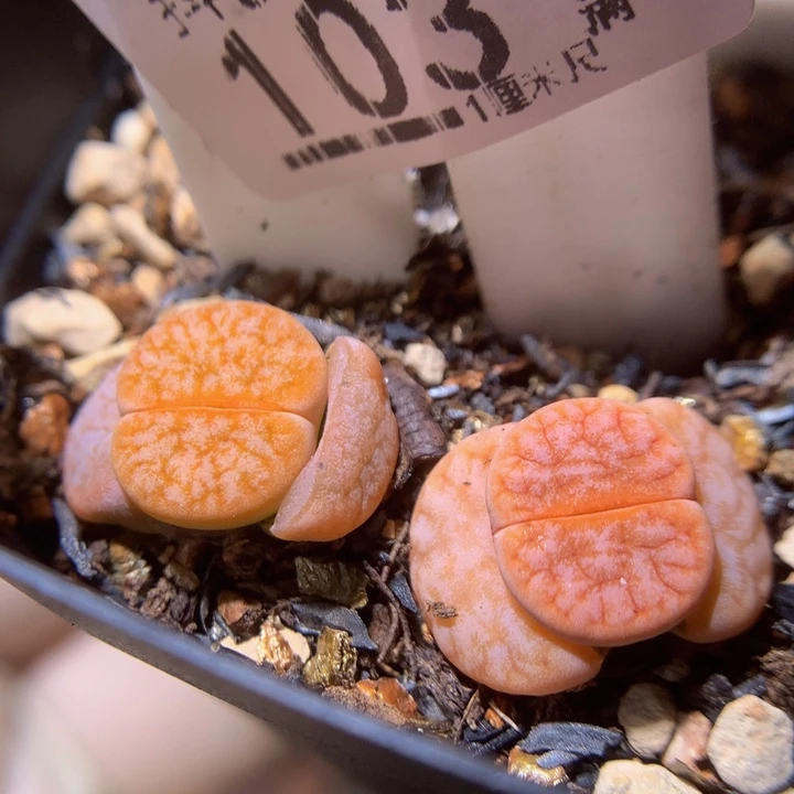 精品生石花36.103