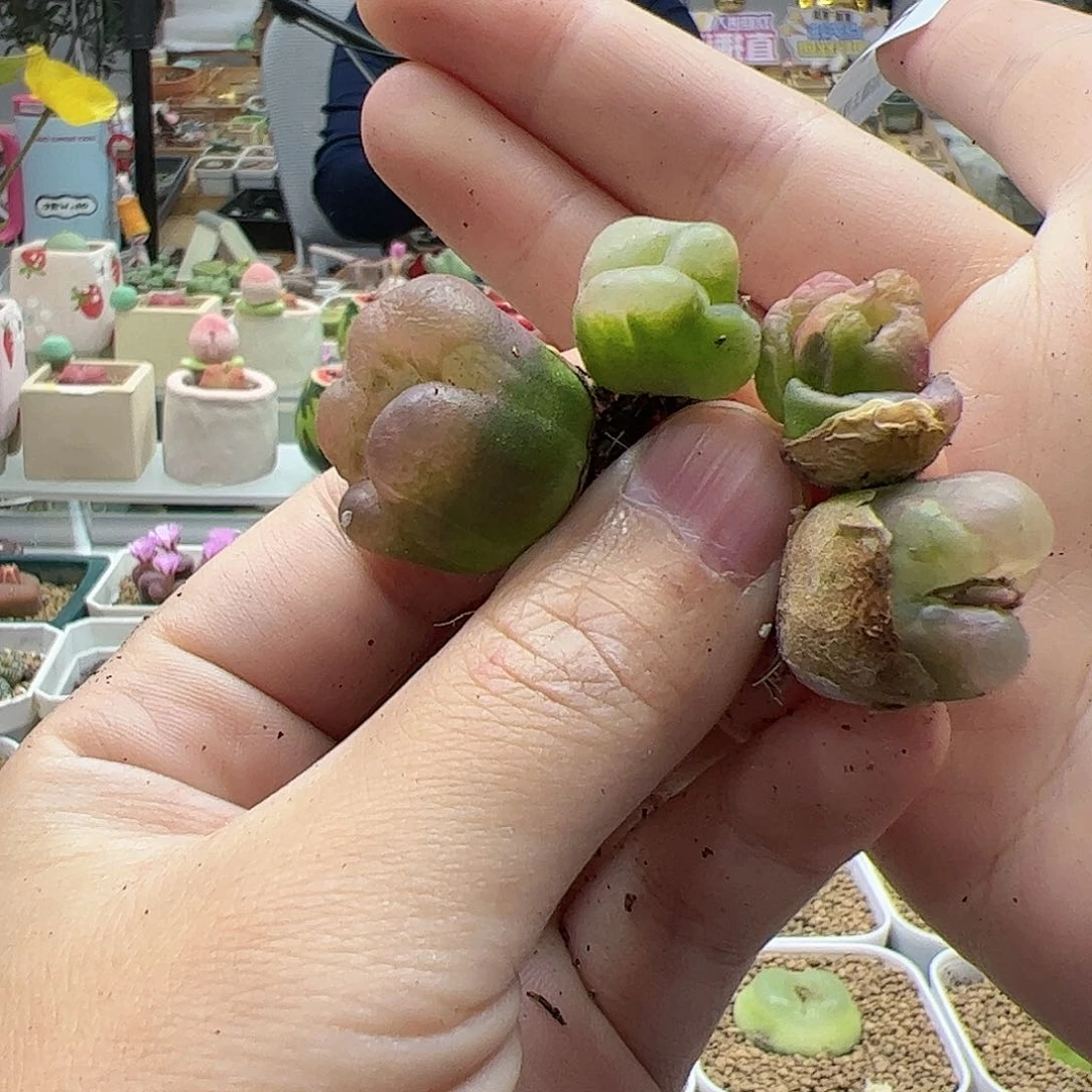【闪购商品】爱*42 锦
