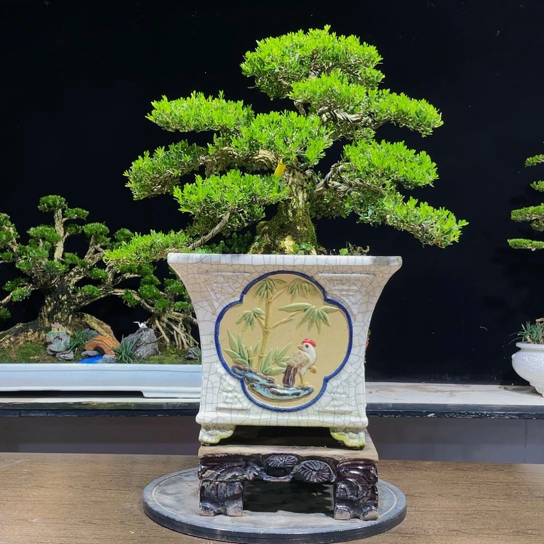 黄杨盆景四季常青