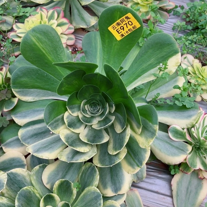 亦****鸿香炉盘白锦970多肉植物