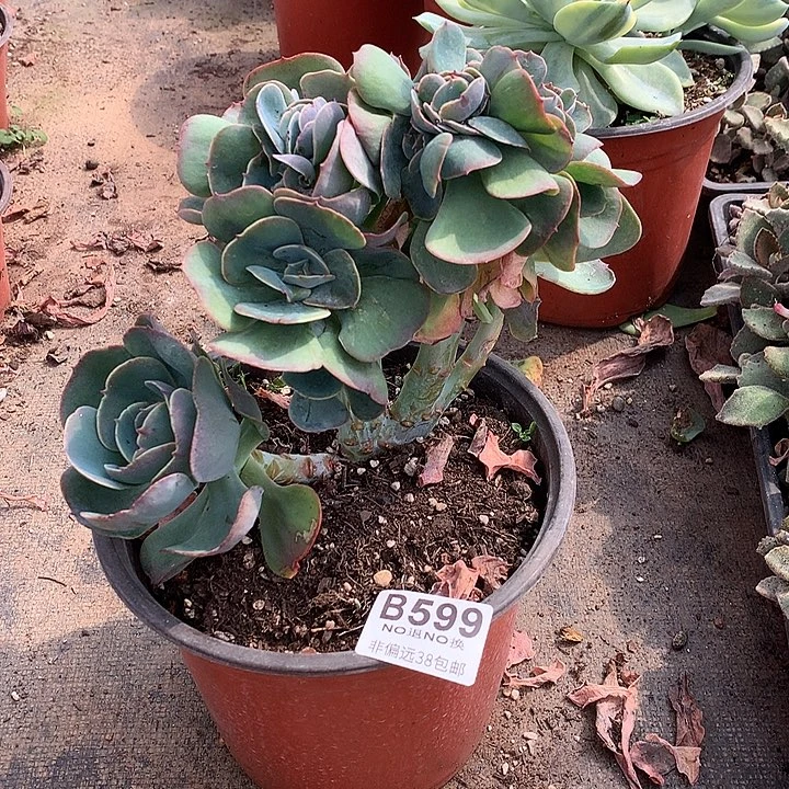 莫妮卡朵朵 599 需延迟发货