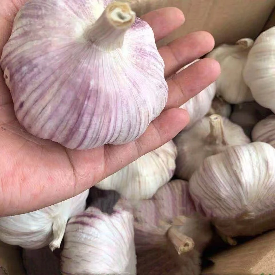 福利品 大蒜 1斤