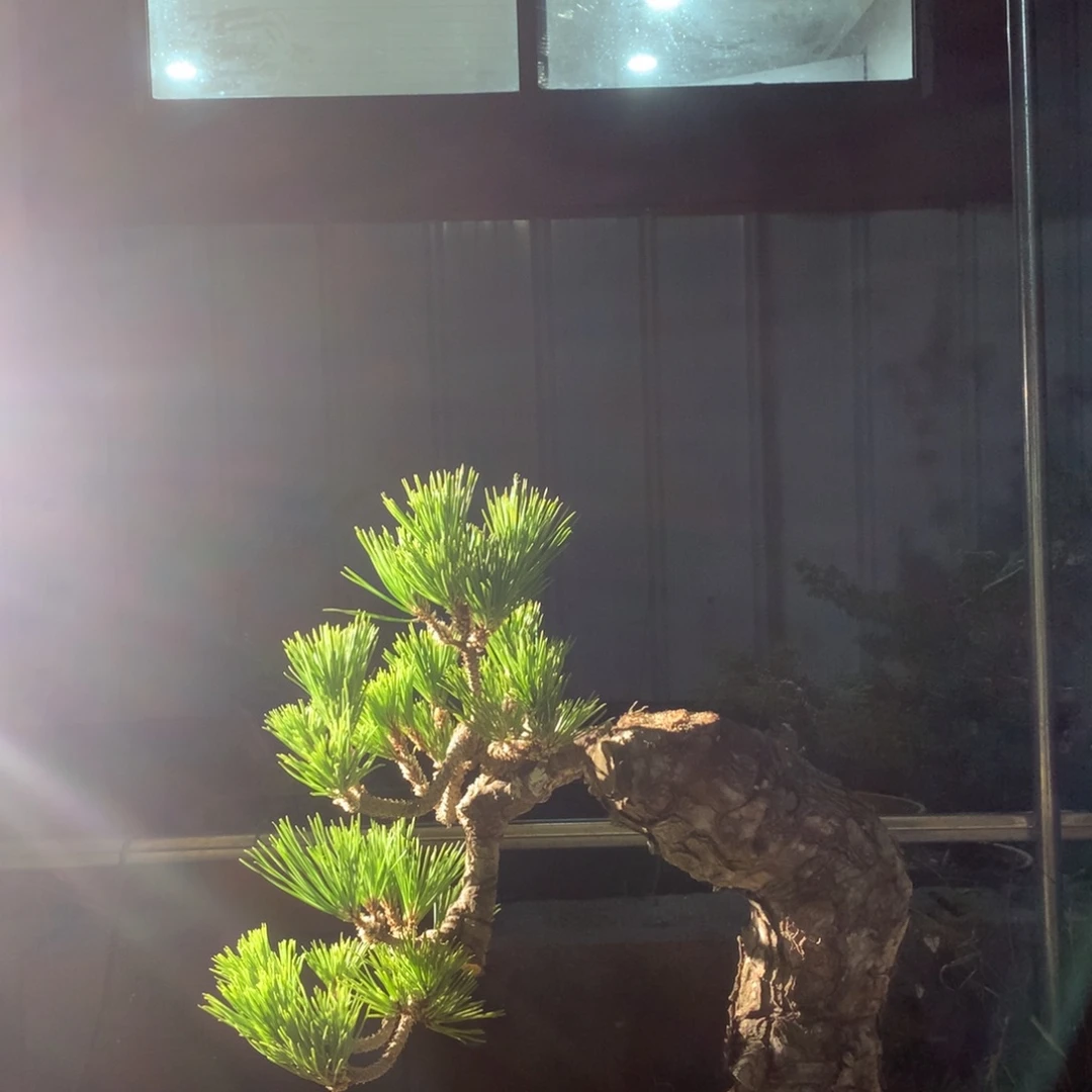 无花朵精品老桩黑松