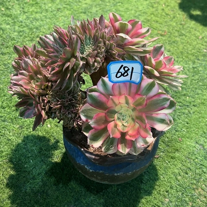 681倾城缀化一颗法师
