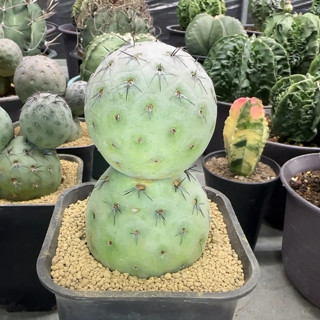 1111雪人习志野002