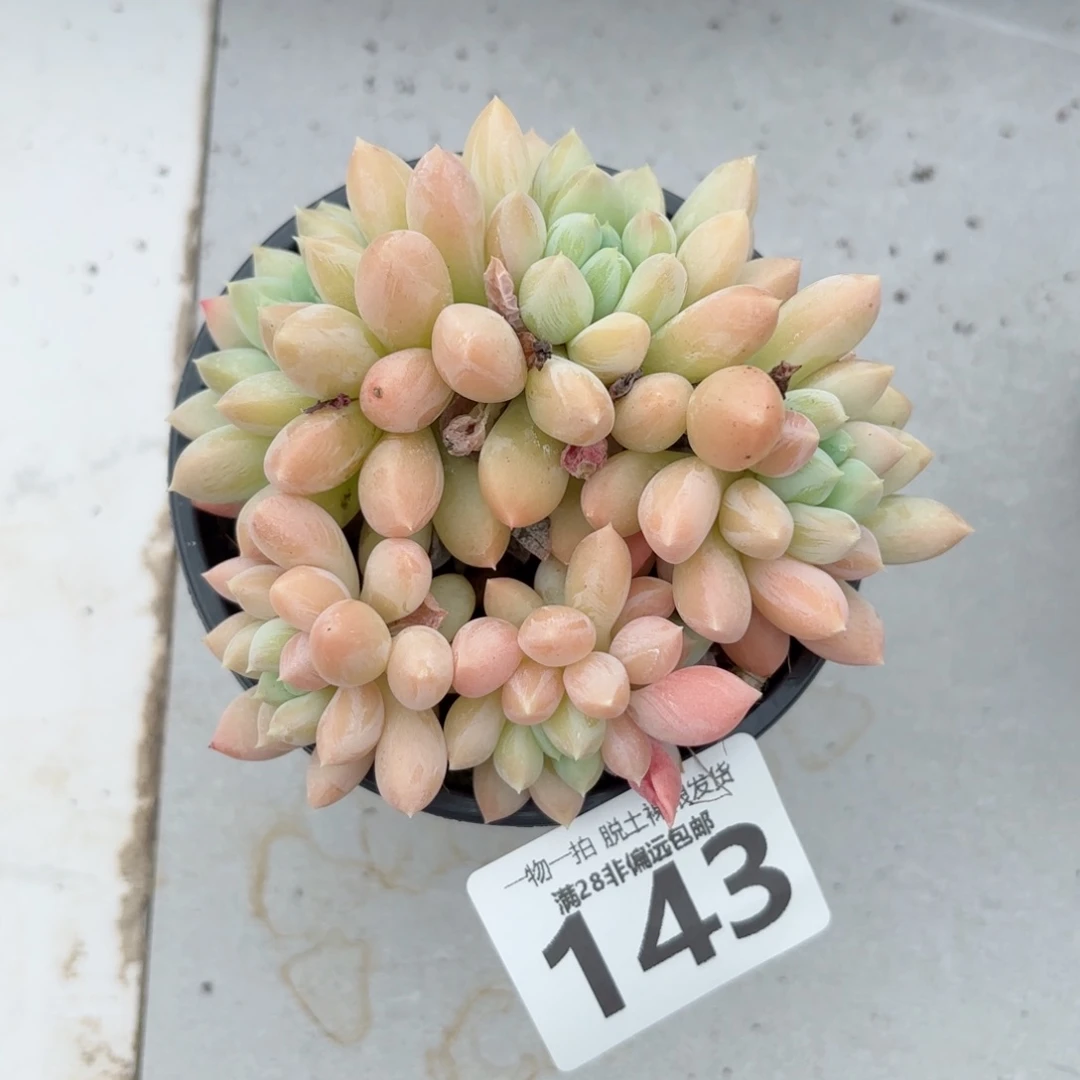 星空美人无盆土发货