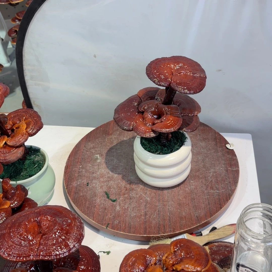 聪***葱灵芝兔兔兔88888888888