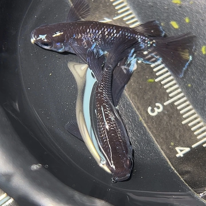 海水鱼长鳍要变30