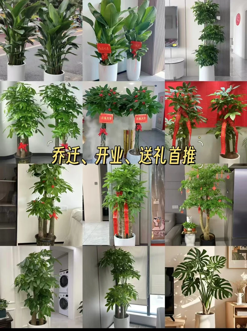 上海发财树盆栽旺运绿植开业乔迁送礼庆典同城花店专车送货上门